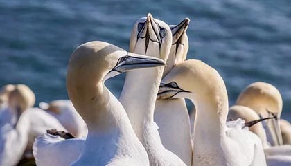 开云体育下载-勇士连胜不止库里火力全开,nba勇士连胜纪录是多少