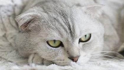 开云网页版-快船落后分尴尬惨败独行侠，莱昂纳德单场分难救主，快船球星莱昂纳德