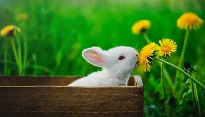 开云app下载-沃尔夫斯堡阵痛调整,外援连环伤退成大问题,沃尔夫斯堡转会消息